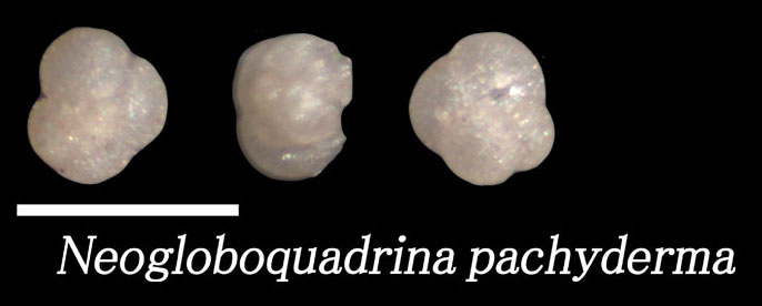 Neogloboquadrina pachyderma